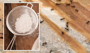 ants how to get rid of from house homemade solution cleaning