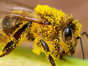 Pestycydy zaburzają równowagę u pszczół. To poważny problem