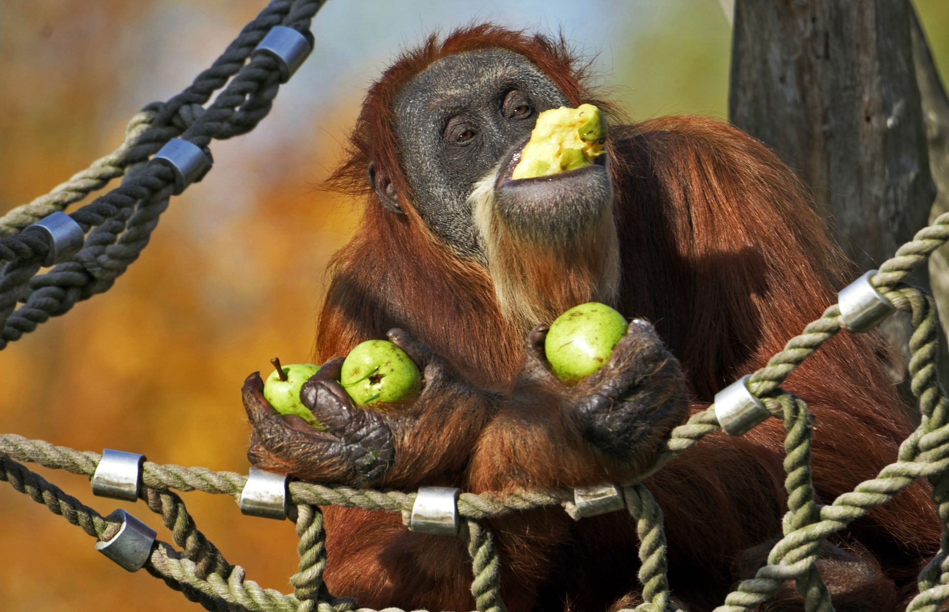 20 facts to know about orangutans