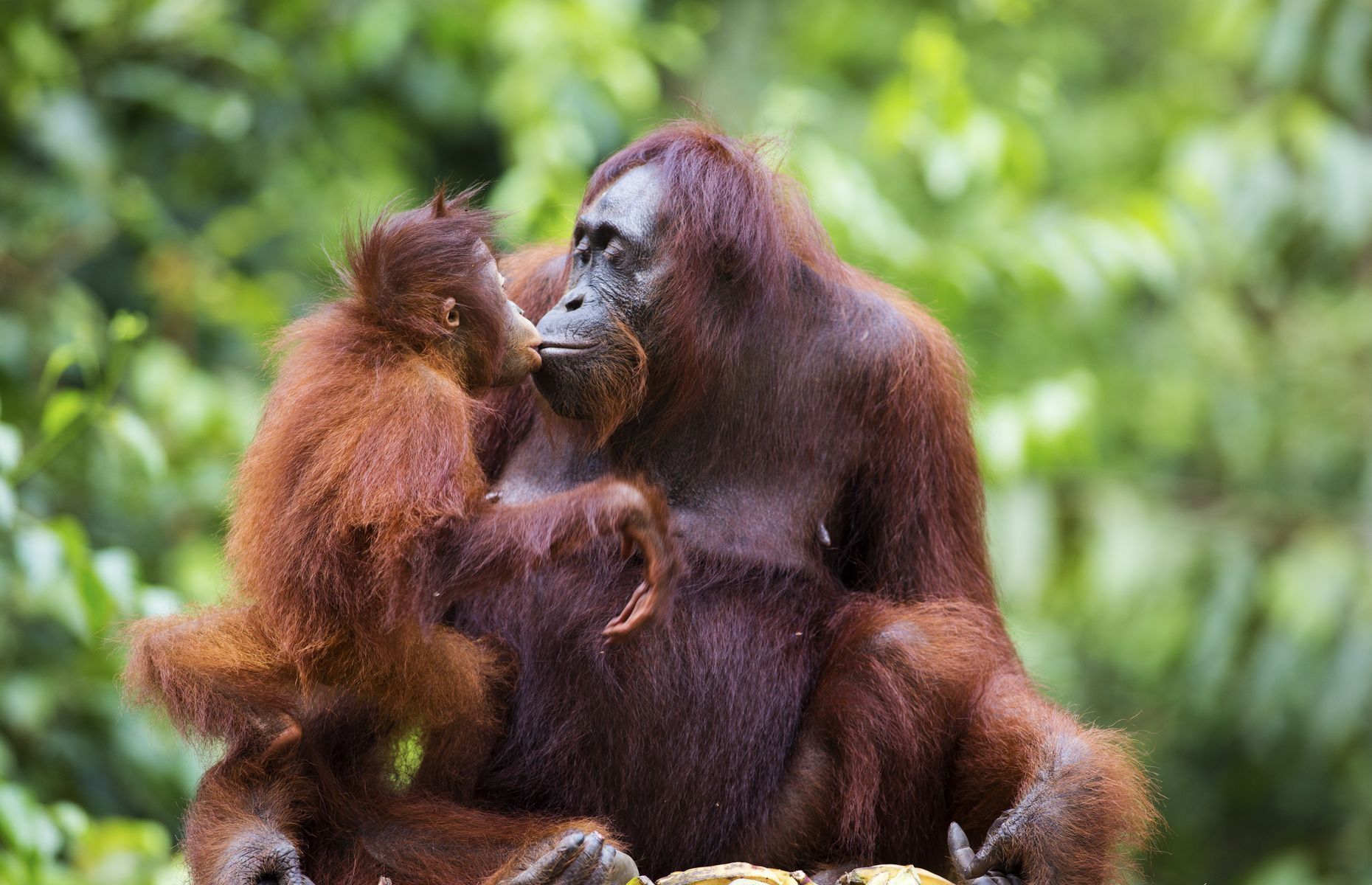 20 Facts To Know About Orangutans