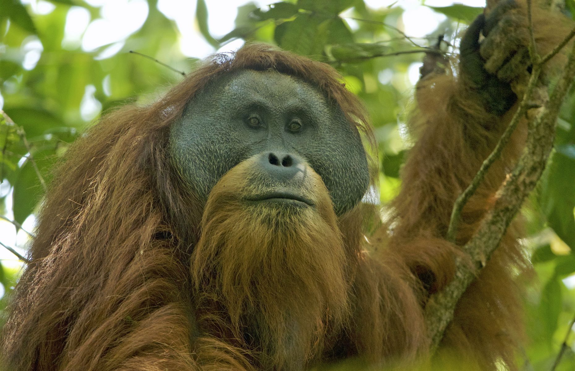 20 facts to know about orangutans