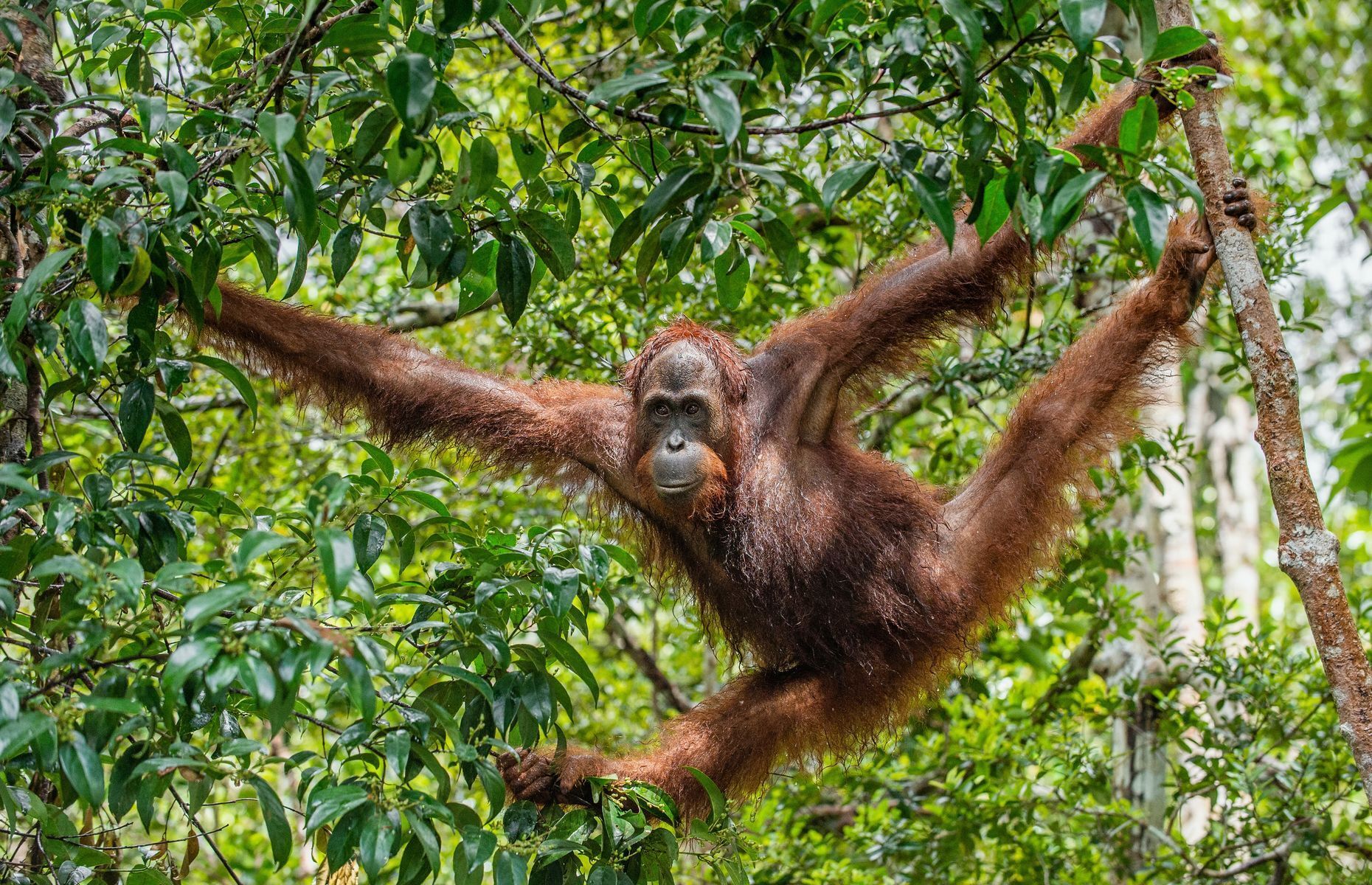 20 Facts To Know About Orangutans