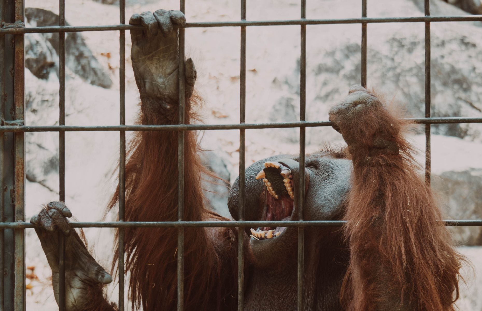 20 facts to know about orangutans