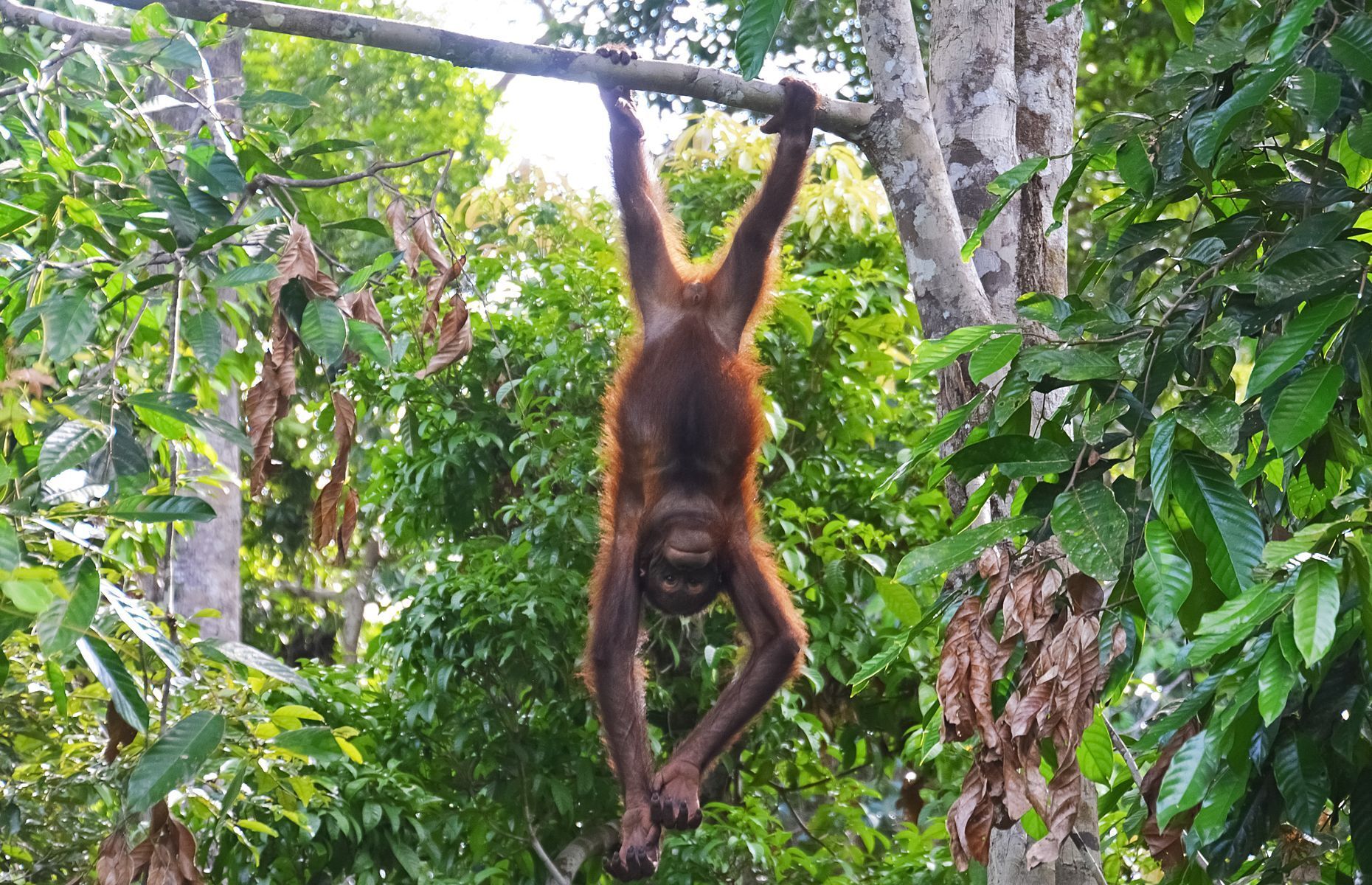 20 facts to know about orangutans