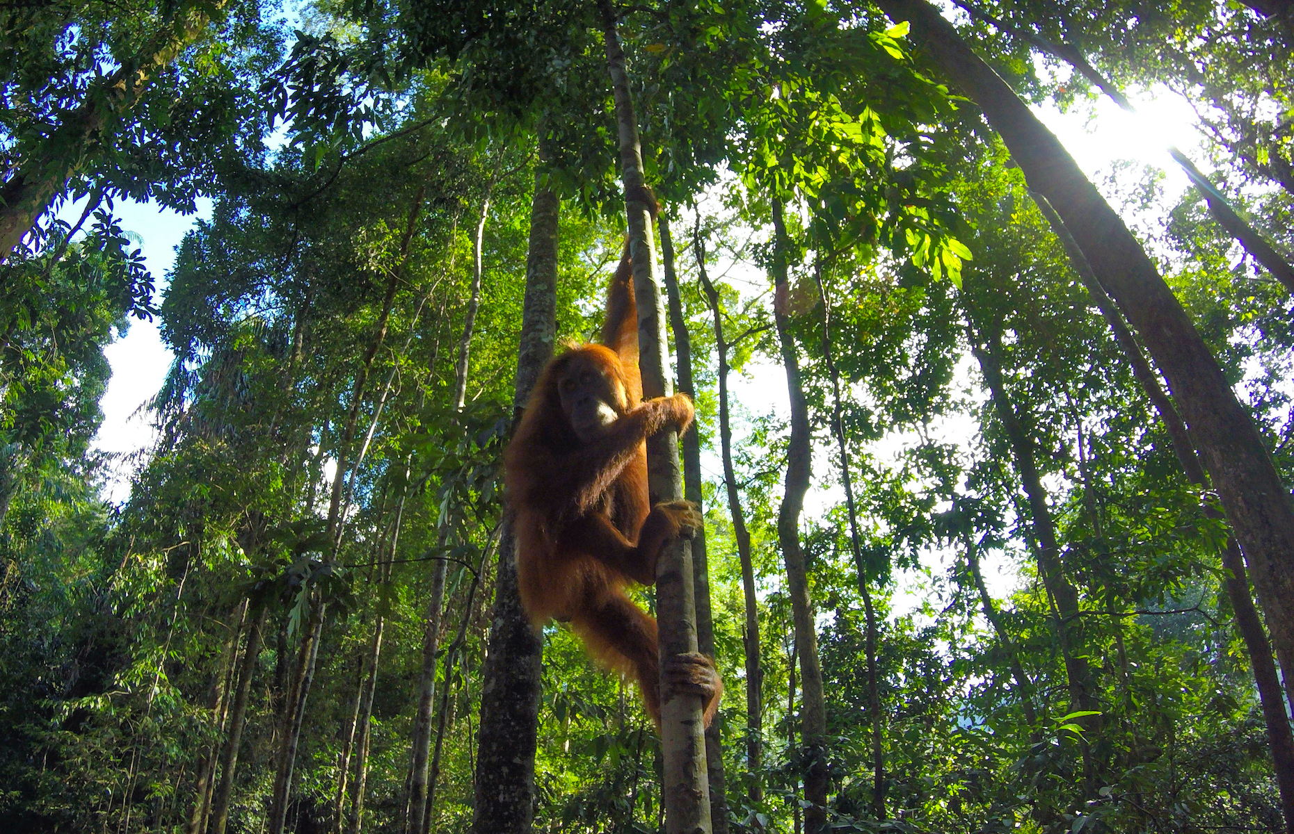 20 Facts To Know About Orangutans