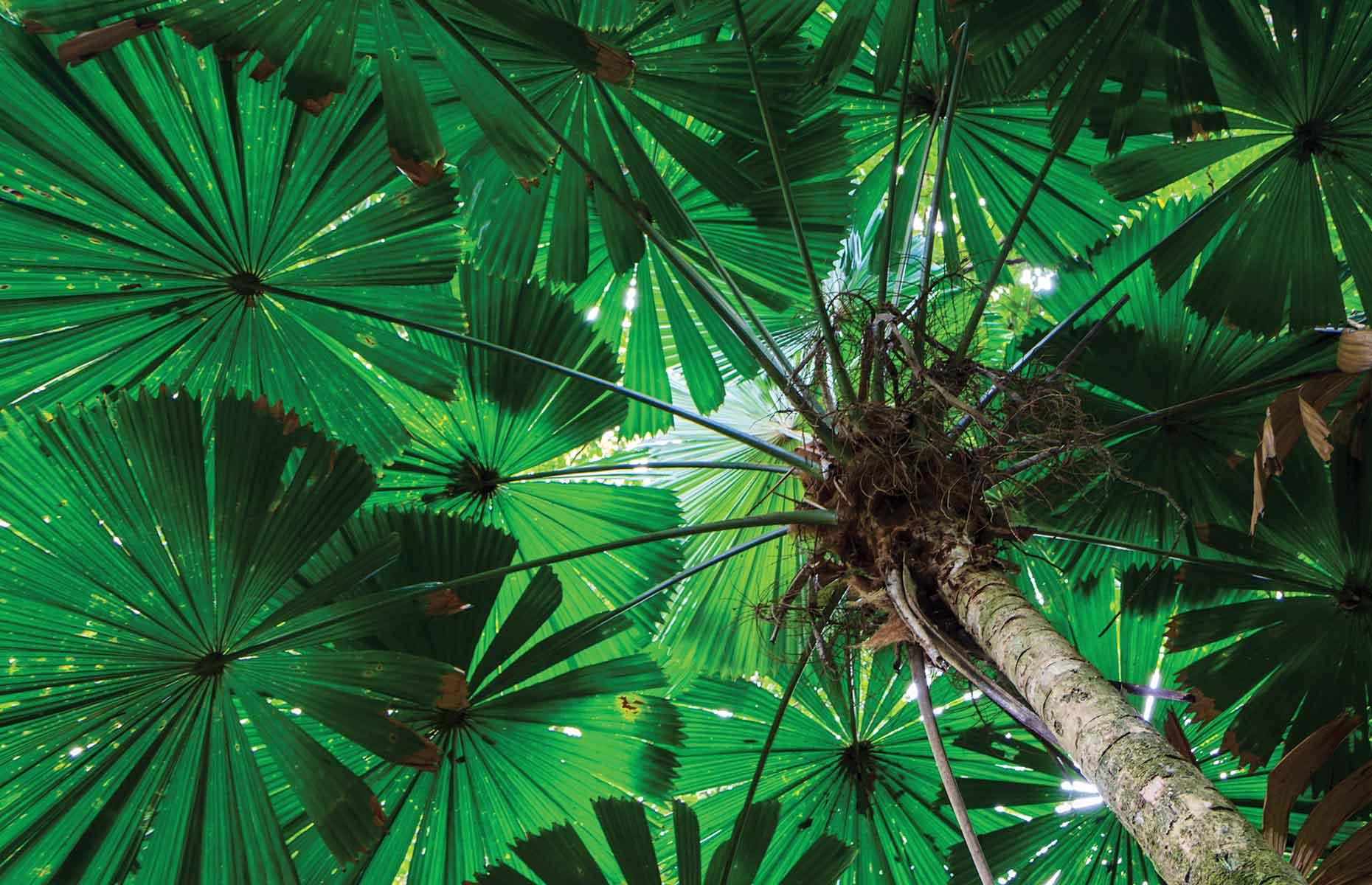 <p>The leaves of the Australian fan palm, which is native to northern Queensland, grow up to six feet (2m) long to form a near-perfect circle. The palm’s fruits are eaten by the southern cassowary bird, while the tree’s leaves can be used for thatch and food wrapping.</p>  <p><strong><a href="http://bit.ly/3roL4wv">Love this? Follow our Facebook page for more travel inspiration</a></strong></p>