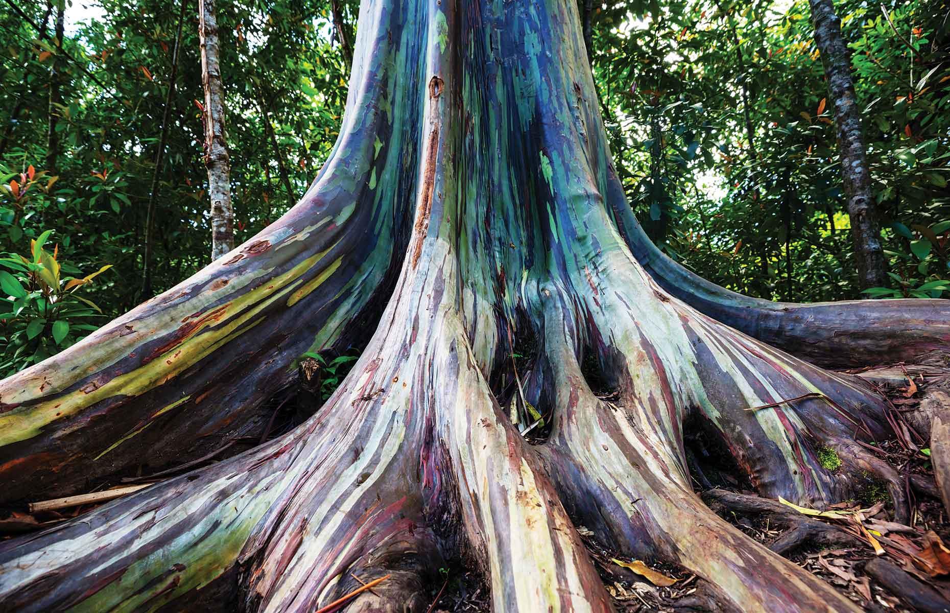 <p>The only eucalyptus species to grow in rainforests, the rainbow eucalyptus is native to Indonesia, the Philippines and New Guinea. It's also grown in plantations for pulpwood used in making paper. </p>  <p><a href="https://www.loveexploring.com/galleries/110689/ranked-americas-most-beautiful-national-forests?page=1"><strong>These are America's most beautiful national forests</strong></a></p>
