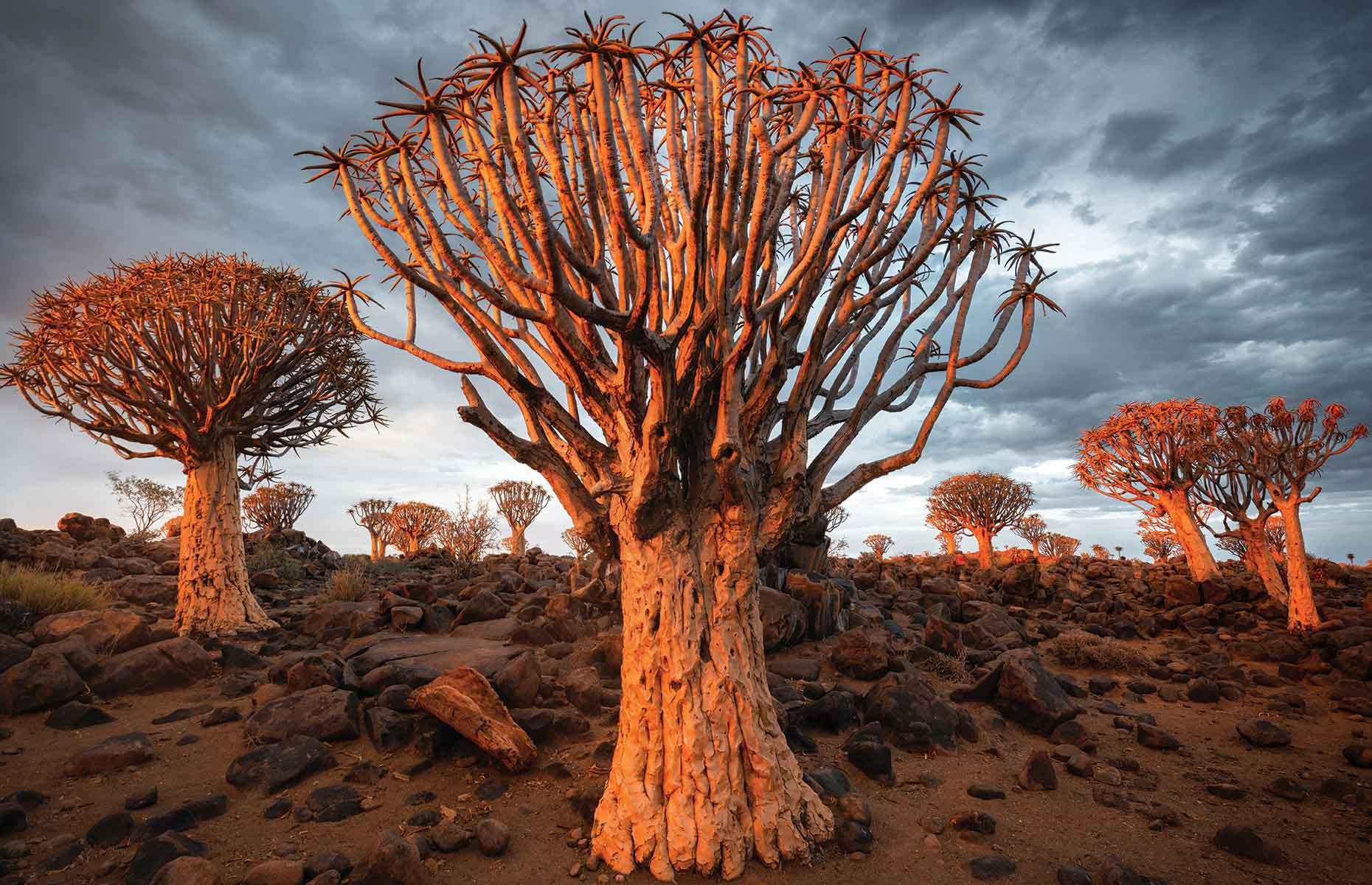 <p>The San people traditionally used the branches of the quiver tree to make quivers. This forest of around 250 quiver trees is one of the few to have grown spontaneously.</p>  <p><a href="https://www.loveexploring.com/gallerylist/85780/the-worlds-most-endangered-rainforests"><strong>These are the world's most endangered forests</strong></a></p>
