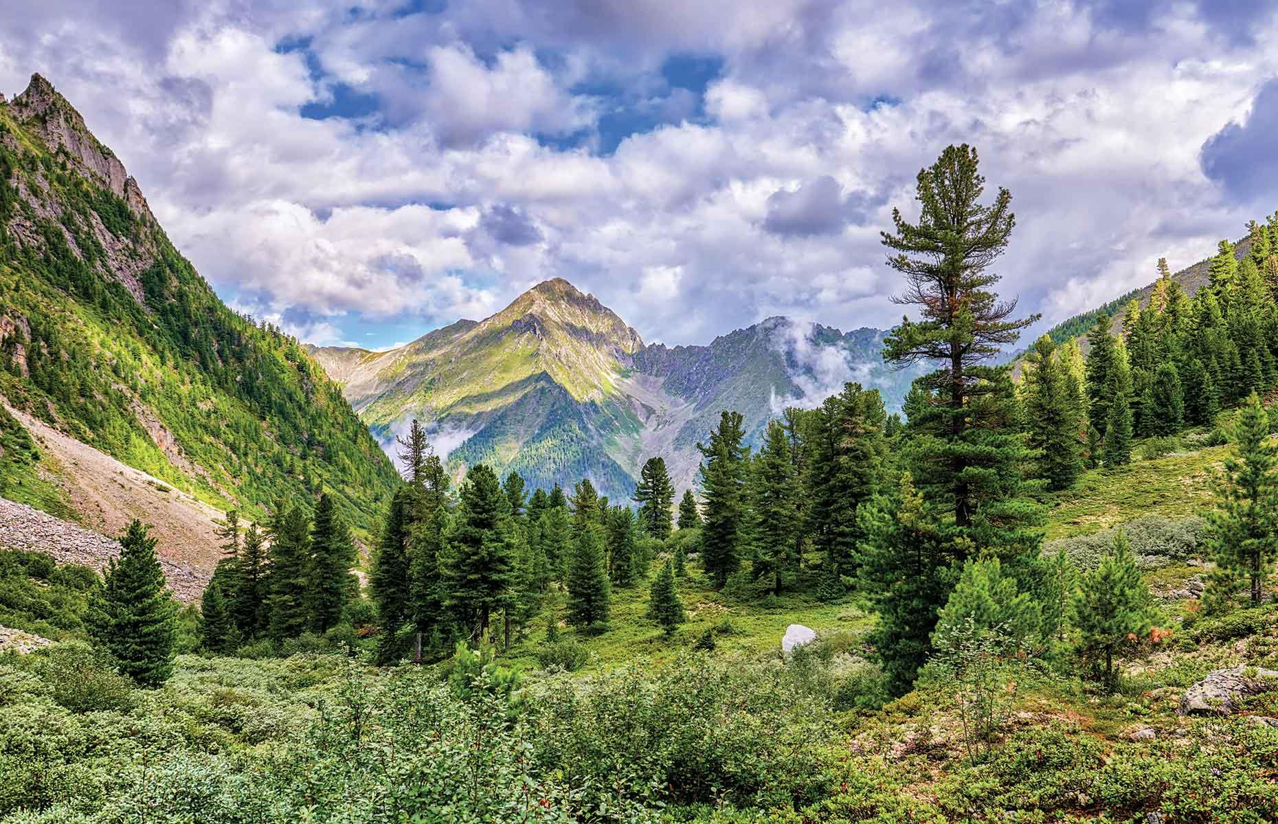 <p>A mountain range in the remote republic of Buryatia in southern Siberia, the Sayan once served as a border between Russia and Mongolia. Its trees include Siberian pines, pictured here. The Russian far north contains a quarter of the world’s trees. </p>