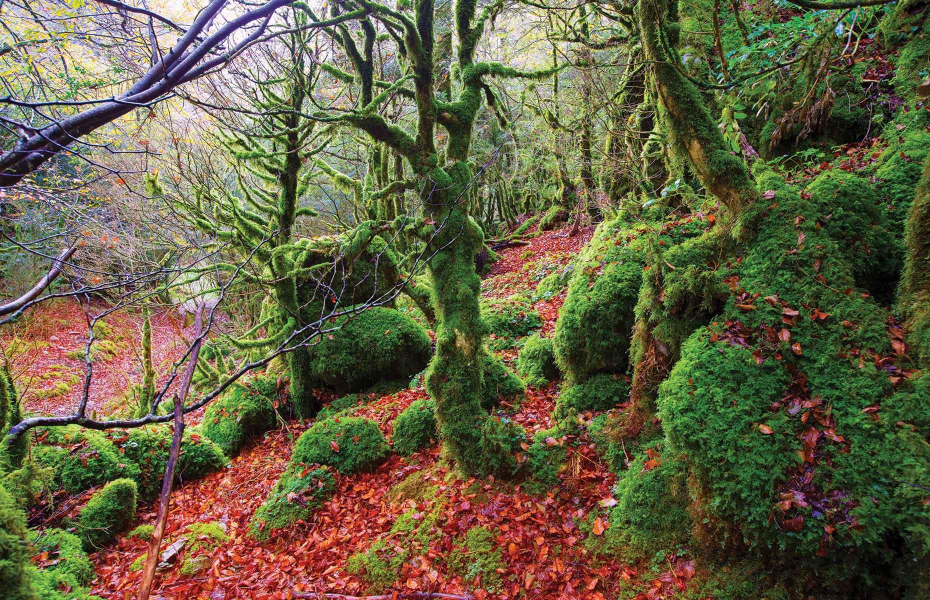 <p>Covering 42,800 acres, Irati is a large beech and fir forest in the western Pyrenees. Relatively isolated, Irati’s environments range from forests to wetlands, and from subalpine meadows to Atlantic heaths. </p>