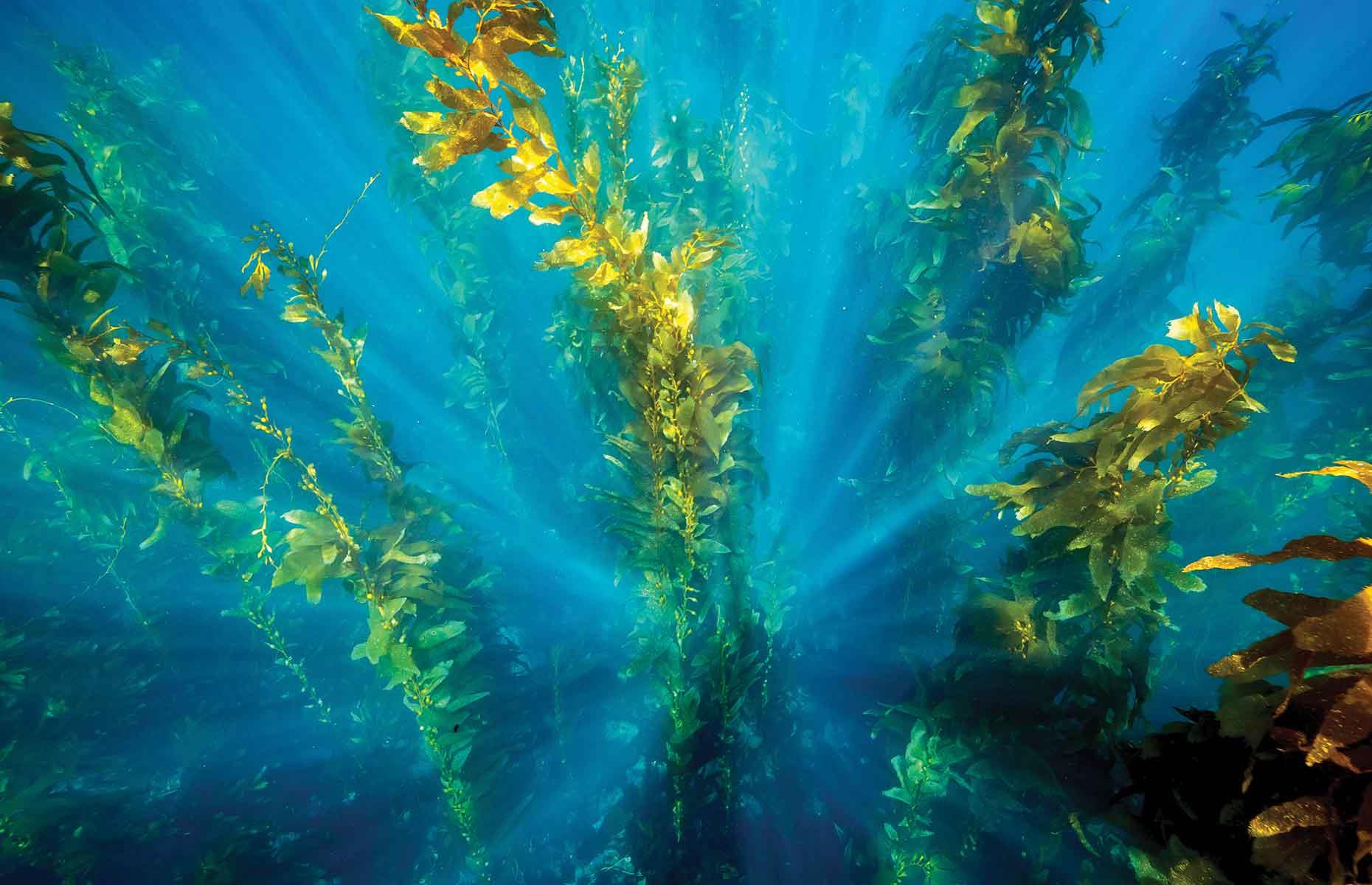 <p>Termed by some scientists ‘the sequoias of the seas’, kelp absorbs carbon dioxide – reducing the acidification of the oceans – and releases oxygen into the water. </p>  <p><a href="https://www.loveexploring.com/news/135874/peter-von-puttkamer-documentary-the-last-stand-ecoflix"><strong>Read our interview with filmmaker Peter von Puttkamer on the importance of old-growth forests</strong></a></p>