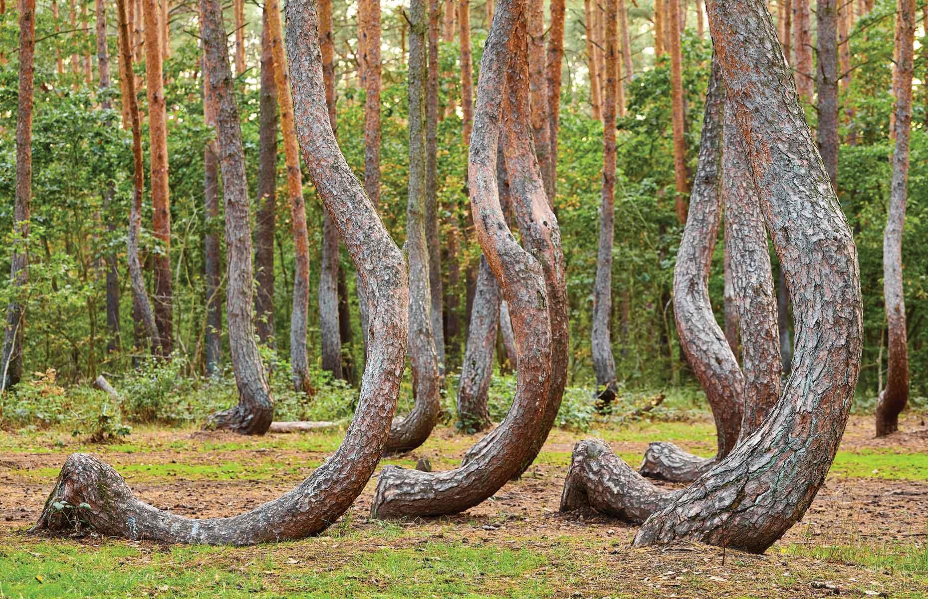 <p>It's not known why the 400 pine trees in this grove bend in such a curious way. The forest was planted in around 1930 and it's been suggested that the trees were manipulated, perhaps because the wood would later be used in furniture or boatbuilding. But the mystery remains...</p>  <p><a href="https://www.loveexploring.com/gallerylist/134015/unexplained-world-natural-wonders-that-remain-a-mystery"><strong>More natural wonders that remain a mystery</strong></a></p>