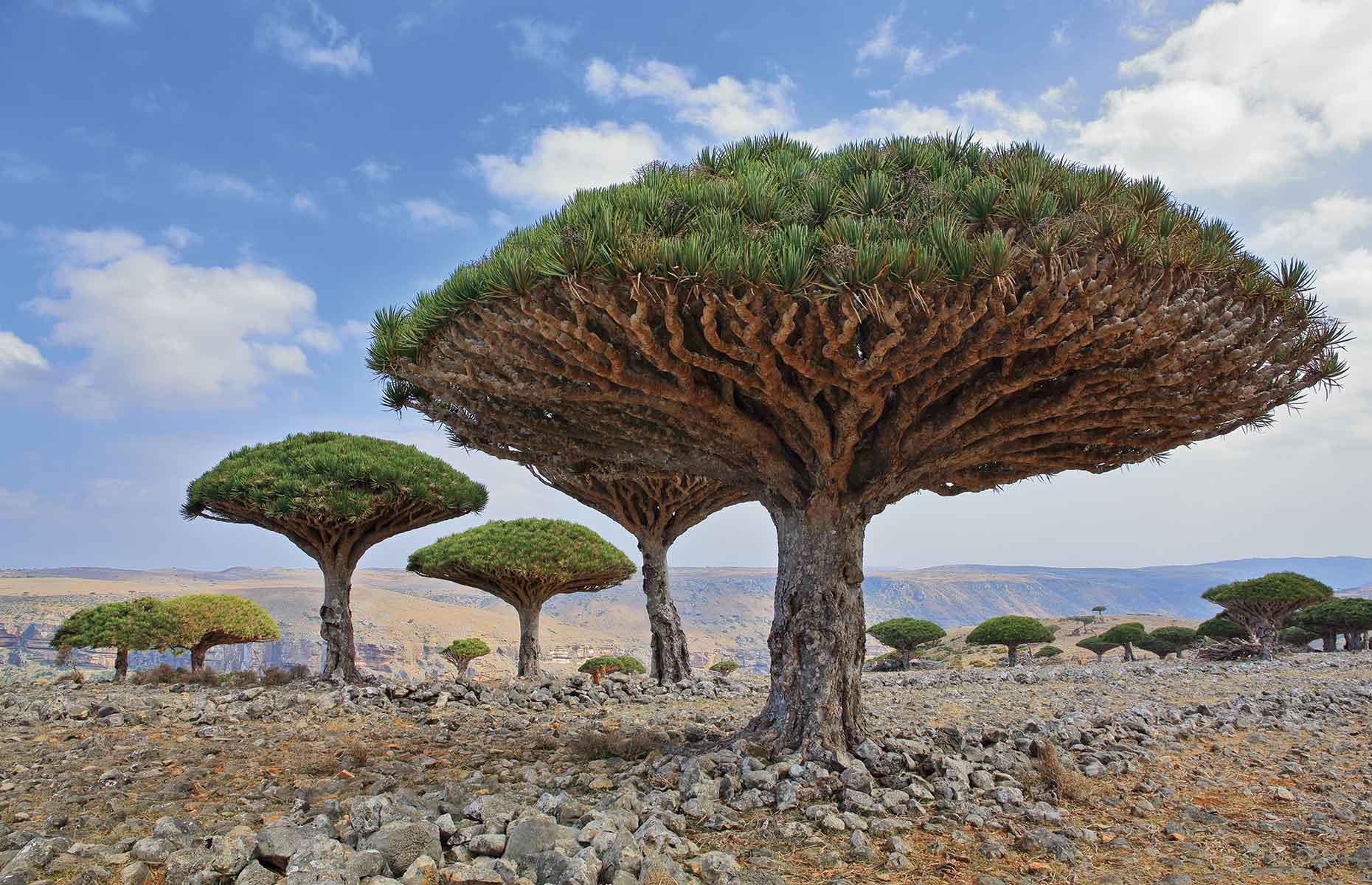 <p>This tree’s unusual shape is an adaptation to the arid climate and rocky terrain. The umbrella-like covering captures moisture, provides shade and reduces evaporation, allowing seeds to grow beneath adult trees. Small quantities of the dragon’s blood tree’s berries are fed to goats, while for centuries the tree’s red resin has been used as a dye. Classified as vulnerable, the species is suffering from overgrazing by goats, the impact of severe cyclones, and the gradual drying out of the archipelago. </p>