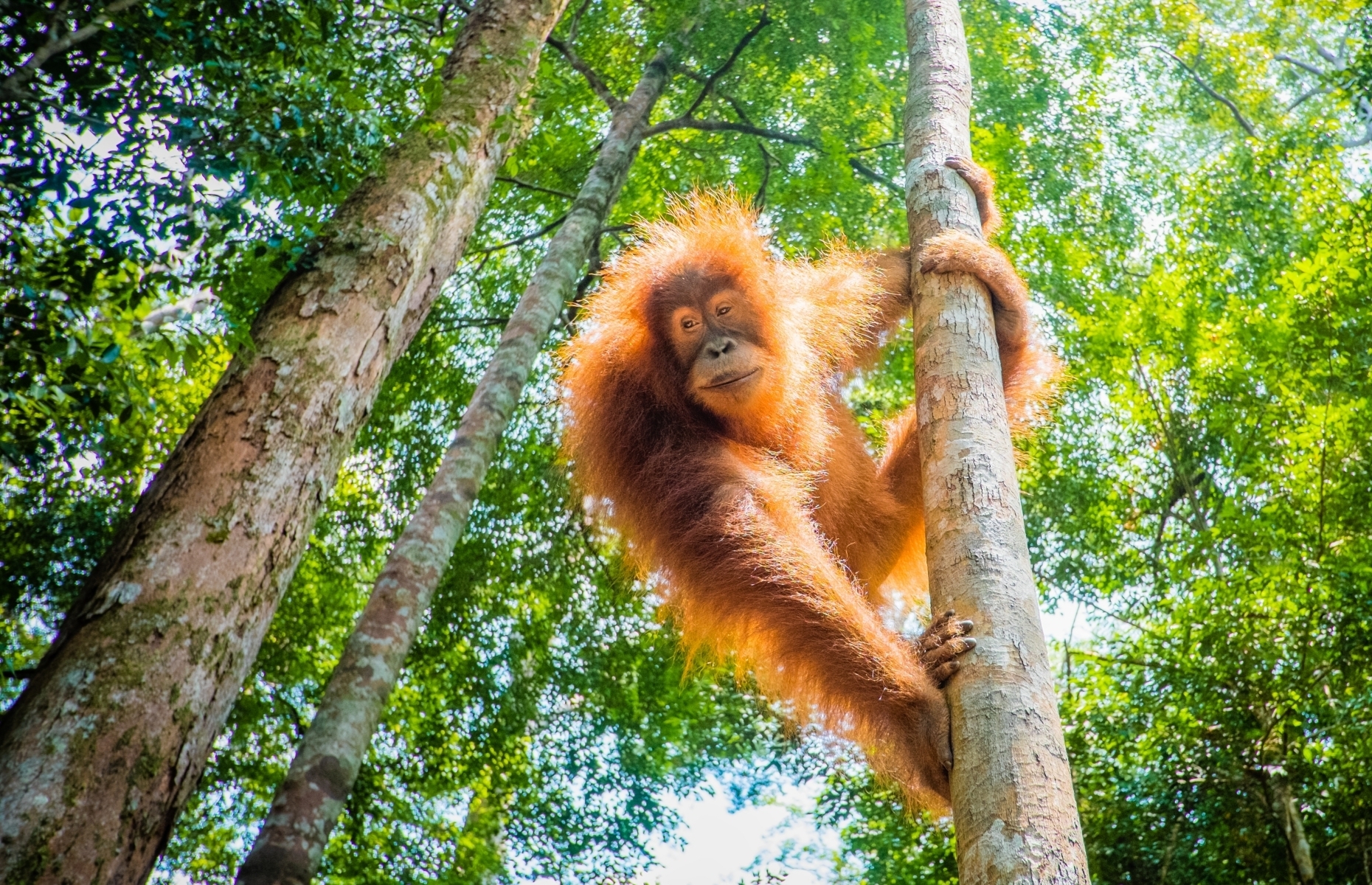 20 facts to know about orangutans