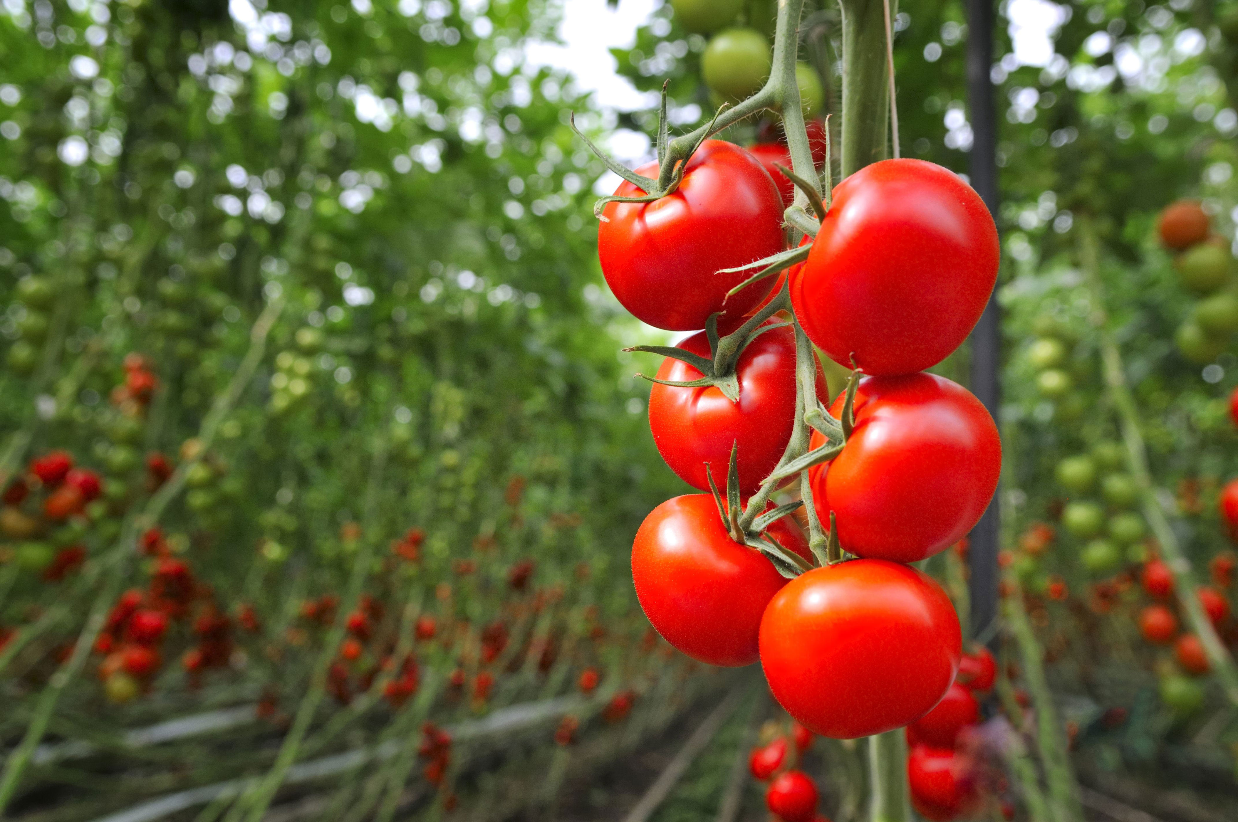 los efectos en el cuerpo por comerse un tomate crudo todos los días