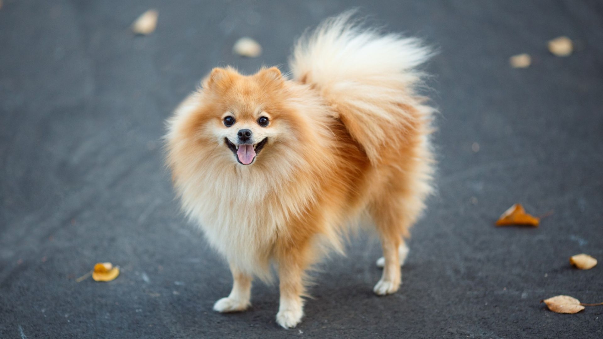 13 best therapy dog breeds