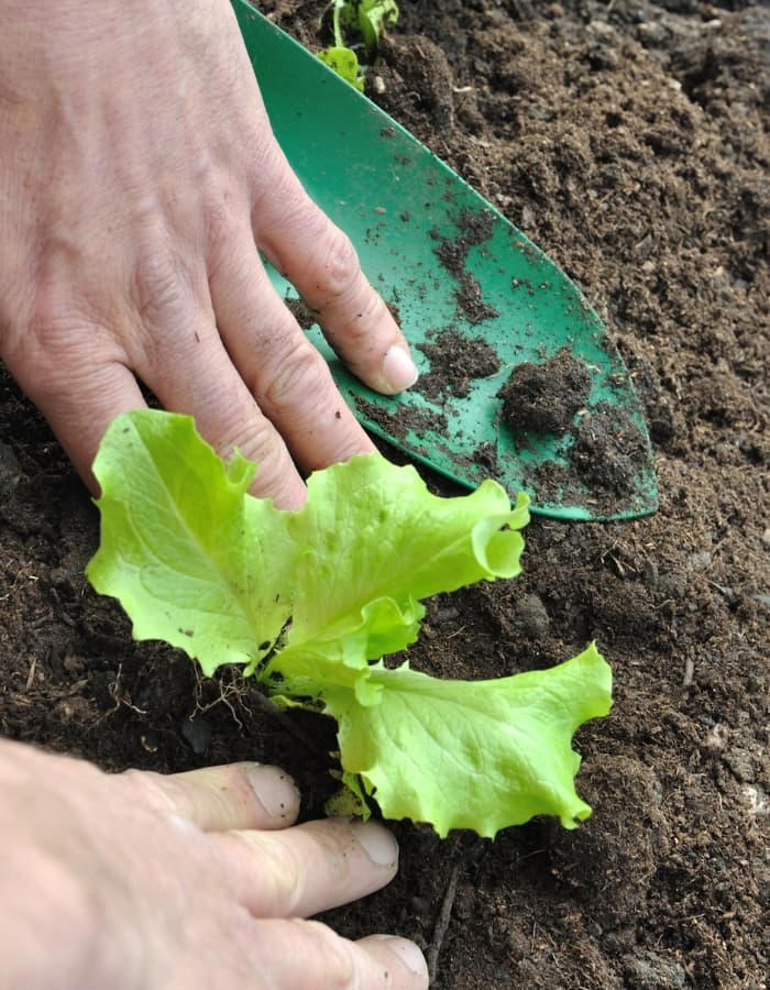 Growing Lettuce From Seed Is Easy With These Tips