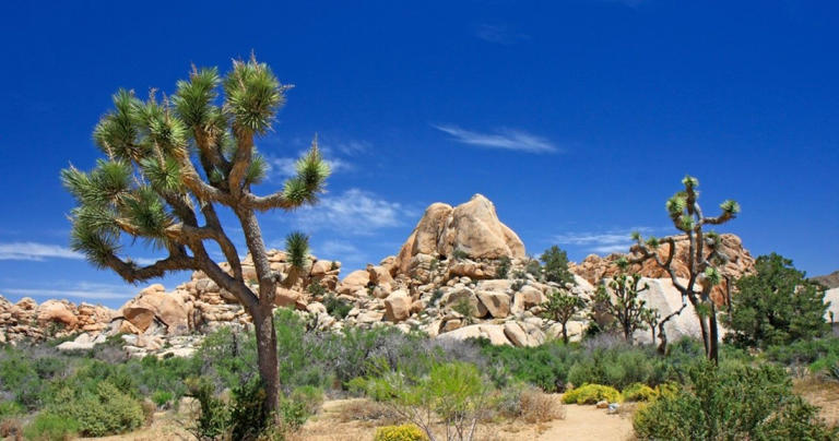 Scenery & A Workout: 10 Most Scenic Hikes In Joshua Tree National Park