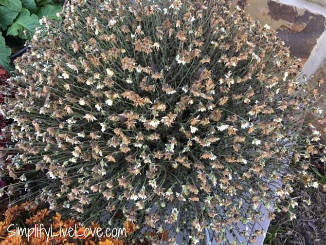 The Ultimate Guide How to Keep Mums Alive in the Fall