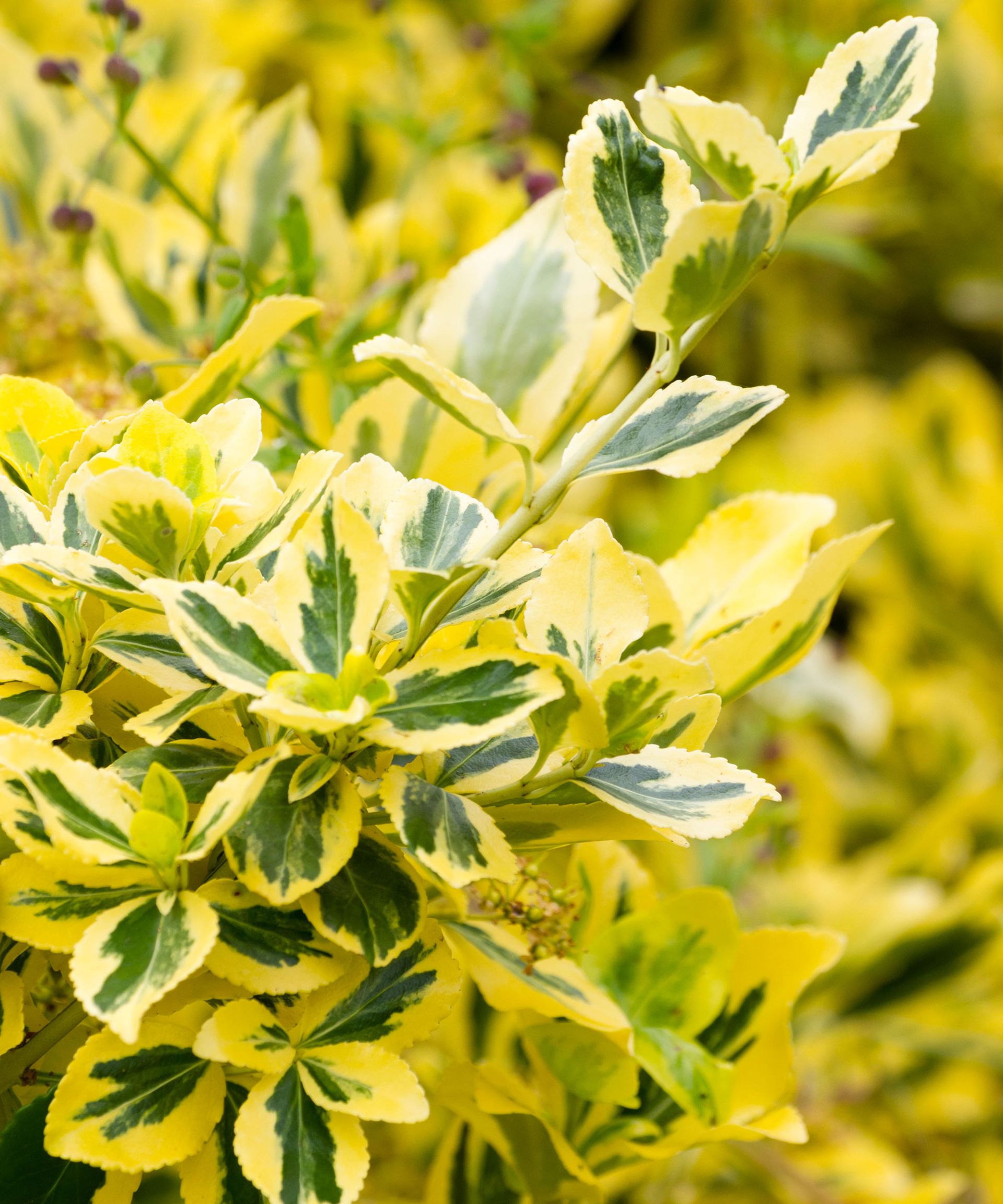 Best evergreen shrubs: 10 choices for year-round interest