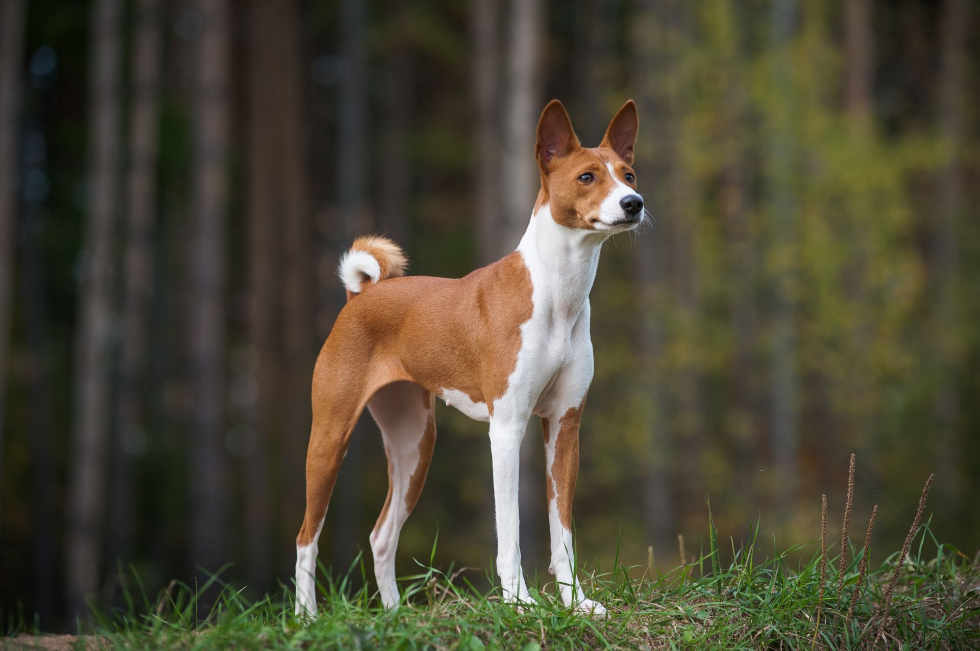 <p>                     The Basenji is a small to medium-sized dog breed that originated in central Africa. Basenjis are hypoallergenic dogs with short coats that are also fastidious cleaners, so don't expect them to have a typical dog smell. They won't need to be groomed often, either. Basenjis are considered "barkless" dogs because they actually make sounds closer to a yodel. They are smart and independent dogs but can be very protective of their families.                   </p>