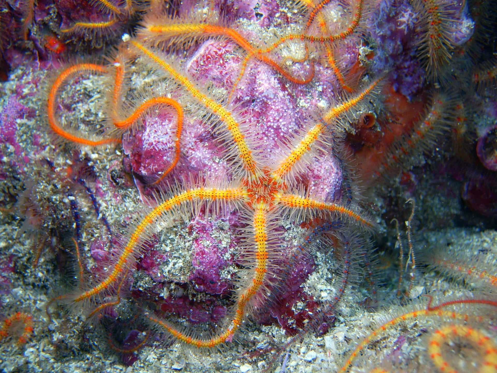 The ocean's most beautiful creatures