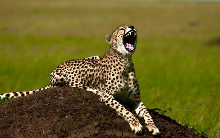Kenya is the central refuge for the distinctive East African cheetah. More than 1,000 adults wander about the Maasai ecosystem. The cheetah is the fastest land animal and the only cat that hunts by pure speed. Primarily viewed in open grassland, these big cats are an increasingly rare sight with their slim and elegant form.