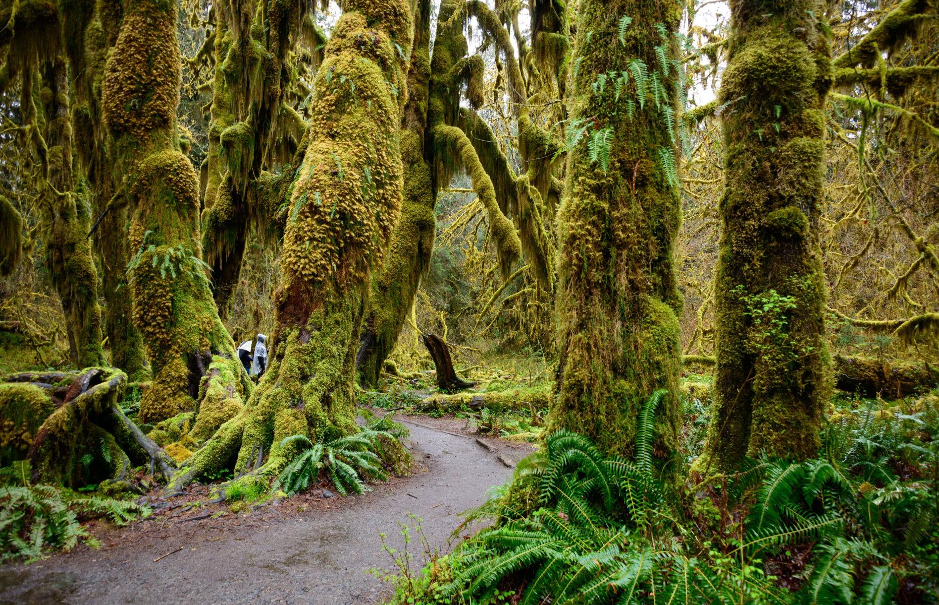 <p><a href="https://www.nps.gov/olym/index.htm">Olympic National Park</a> is a dream destination for nature-loving families and the only thing better than visiting the wilderness is a road trip exploring its diverse landscapes. The Peninsula Loop edges the park for around 300 miles (483km), and you’ll want plenty of time to hike, camp or just gawp at the scenery, from glacier-capped mountains to sandy, often secluded coves.</p>  <p><a href="https://www.loveexploring.com/galleries/84609/stunning-us-spots-to-relax-in-your-rv-autumn-fall-2020?page=1"><strong>Discover the most stunning spots to relax in your RV</strong></a></p>