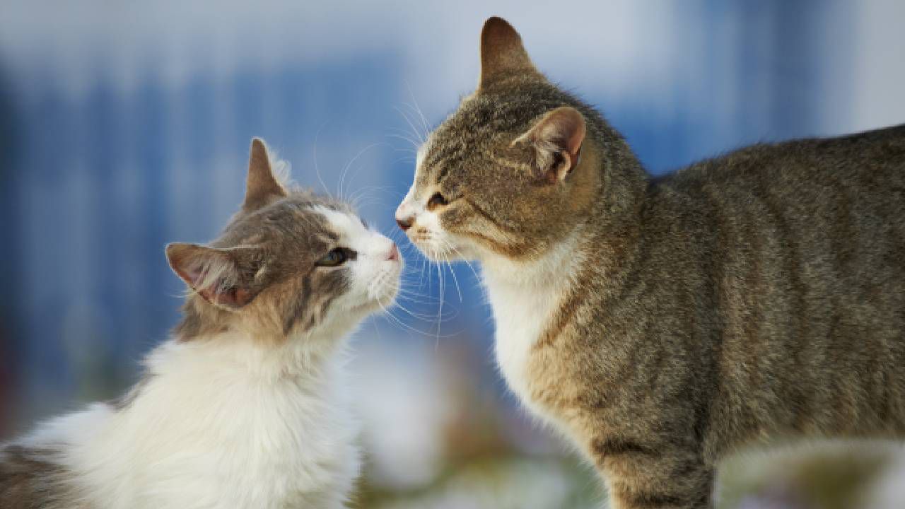el país que declaró a los gatos como especies invasoras | ¿qué pasó?