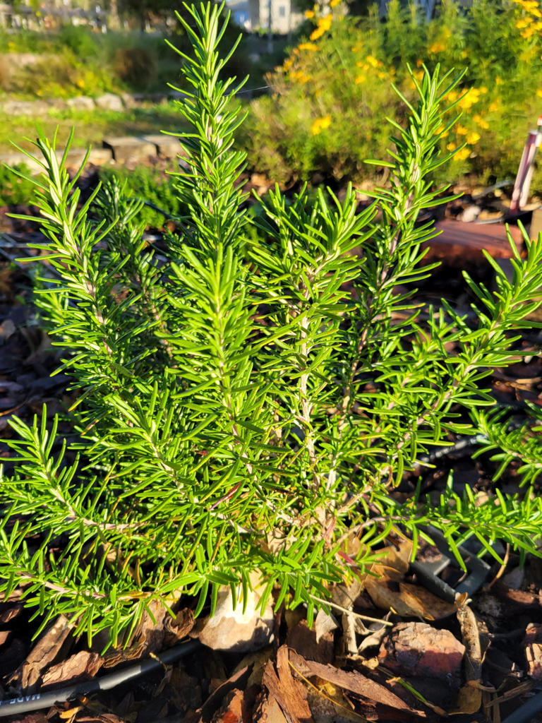 What Herbs Grow Best In Phoenix? Plant Your Ultimate Arizona Herb 