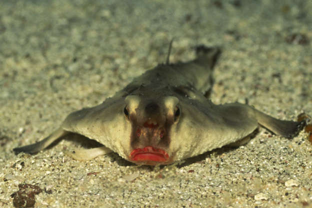 Slide 13 of 23: Perhaps the Ogcocephalidae has its red mouth to distract from the fact that it is a poor swimmer... or perhaps it serves to attract females? Marine biologists are not sure. Most of the time the sea bat moves with its fins over subtropical and tropical seabeds.