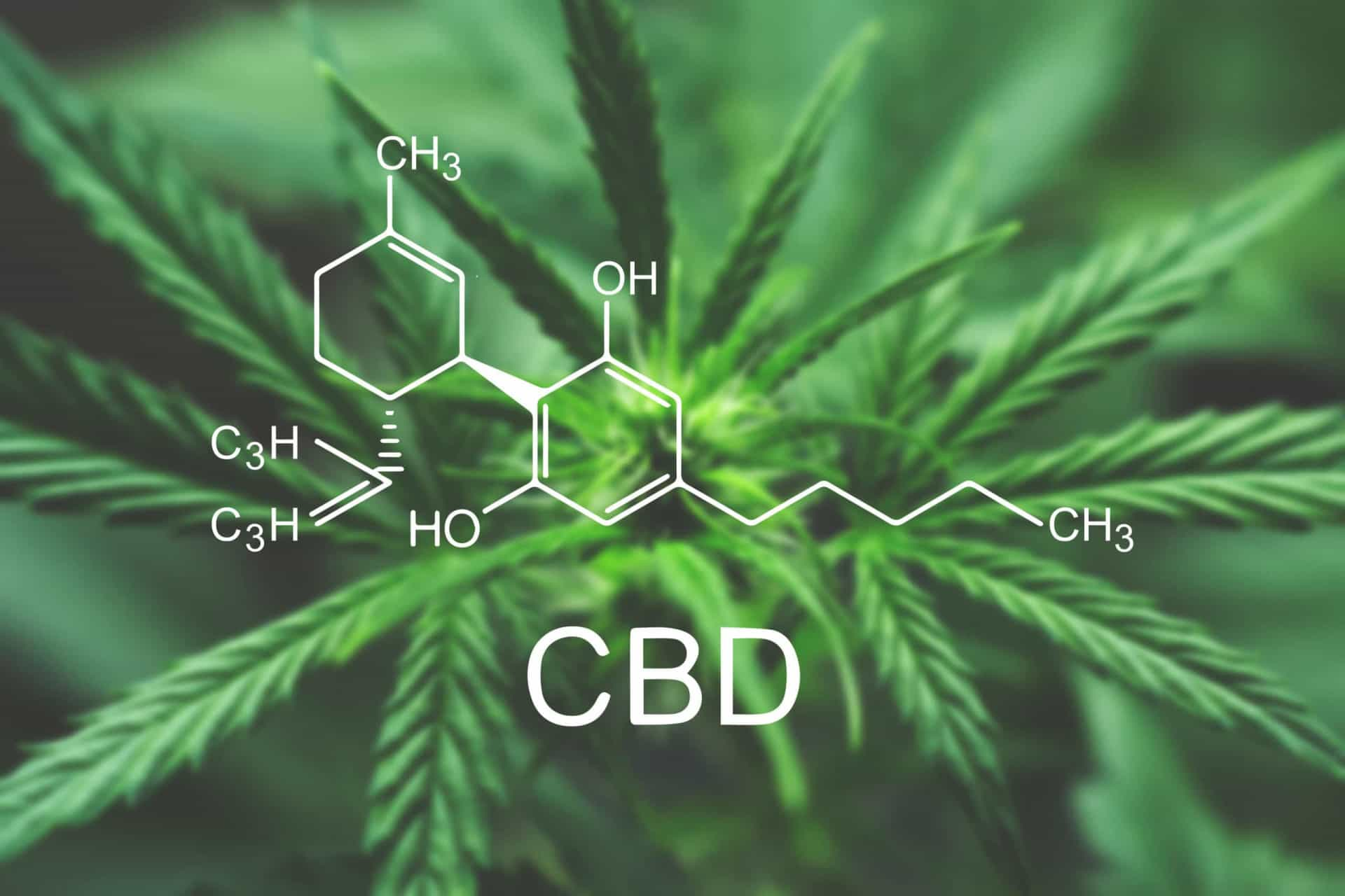 Everything you need to know about CBD