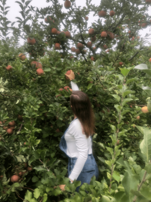 Apple picking near Hendersonville