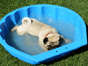 A dog cools down after a dog race on July 6, 2014 in Munich. Several hundred dogs of breed "Pug" replace the second Munich Mopsrennen and run a 50-meter course in competition.