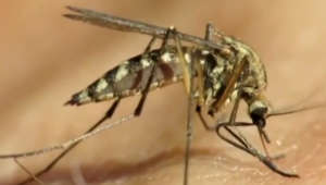 West Nile virus found in Westchester County mosquitoes