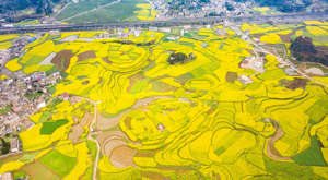 LIUZHI, March 5, 2021 -- Aerial photo taken on March 5, 2021 shows the cole flower fields in Liupanshui City, southwest China's Guizhou Province.
  Friday marks the day of "Jingzhe" or "Awakening of Insects," the third of 24 solar terms. It is believed to be the time for spring farming. (Photo by Tao Liang/Xinhua via Getty) (Xinhua/Tao Liang via Getty Images)