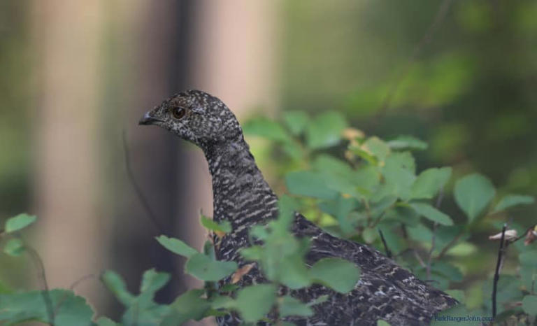 The Complete Grand Teton Wildlife Viewing Guide