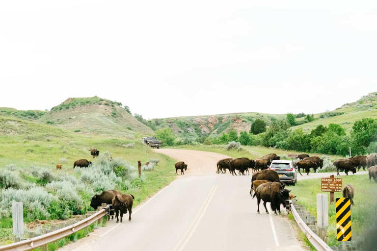 Incredible Hiking and Camping in Theodore Roosevelt National Park