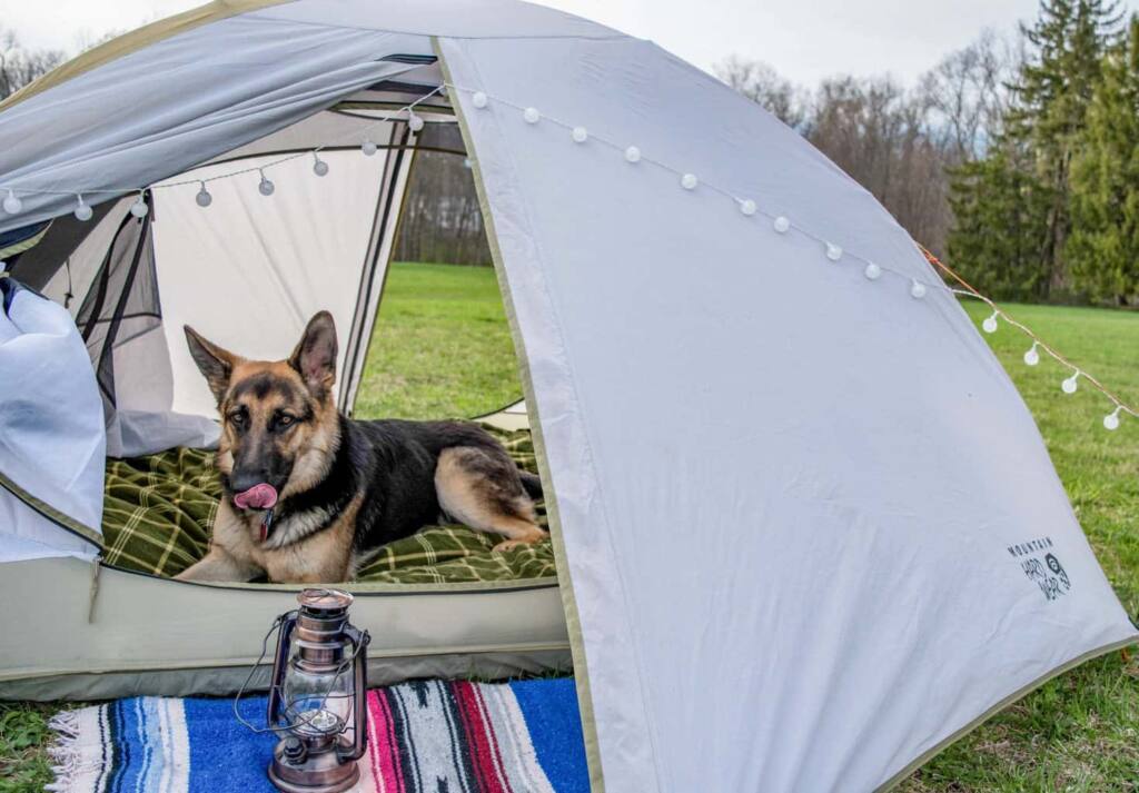 Our best tips after 25 years of tent camping with dogs