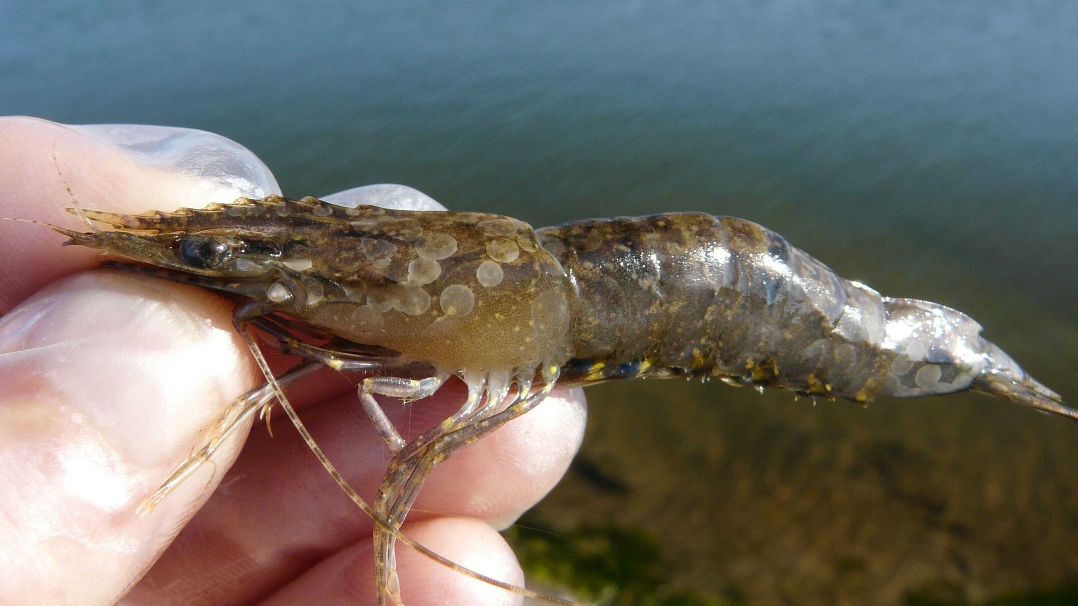 white spot virus as 'uncontainable as covid' as department detects disease in wild prawns