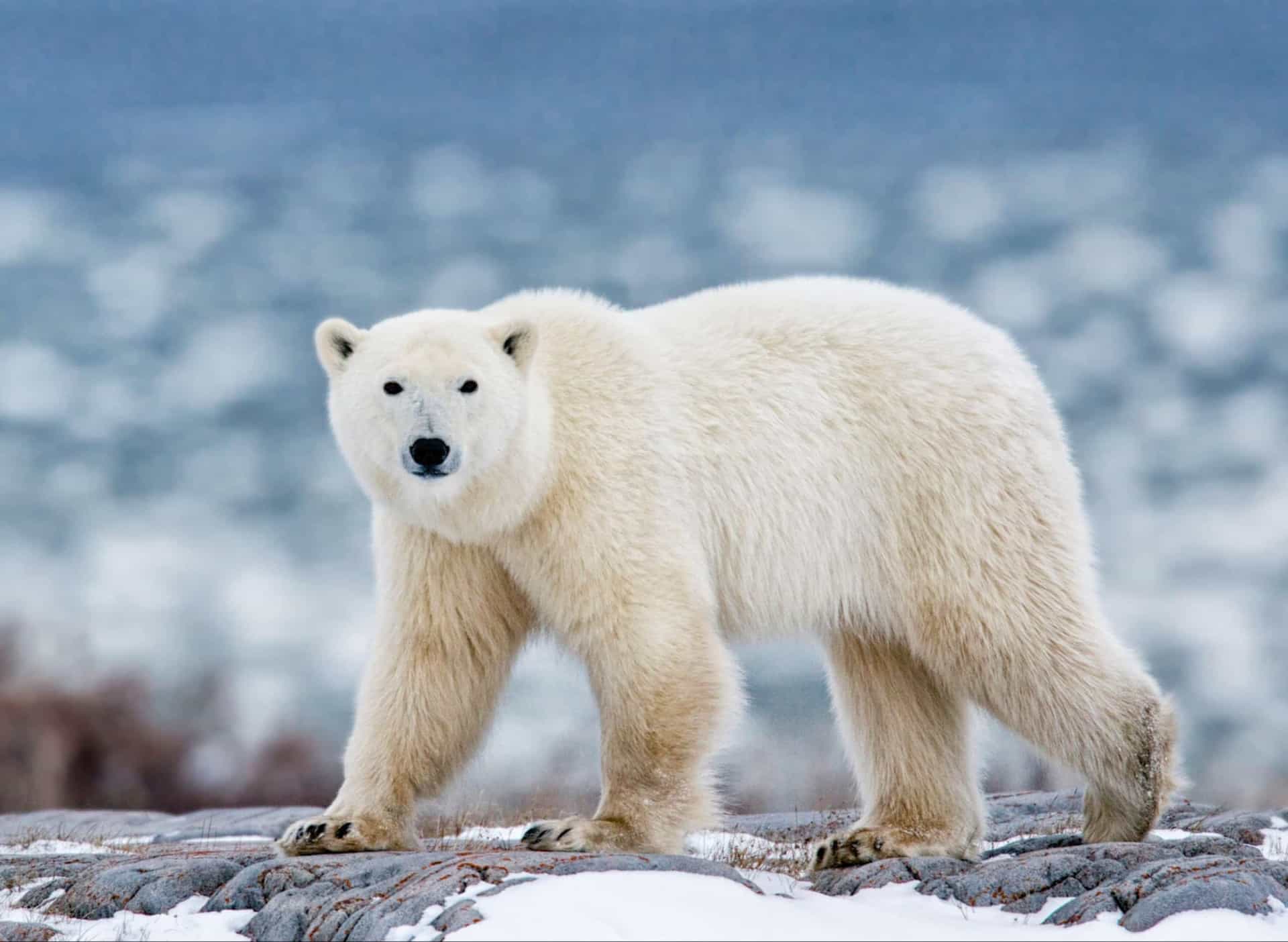 Searching for the remote in Nunavut