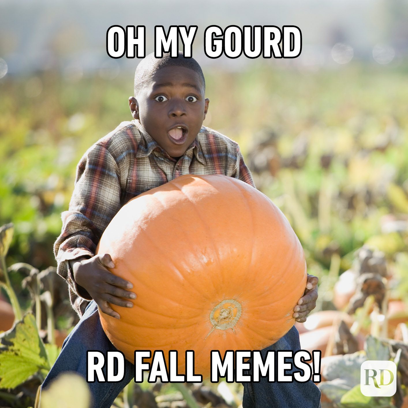 Fall meme. Trans people when they see a Pumpkin meme.
