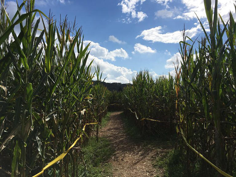 Uncle Shuck's Corn Maze and Pumpkin Patch Review