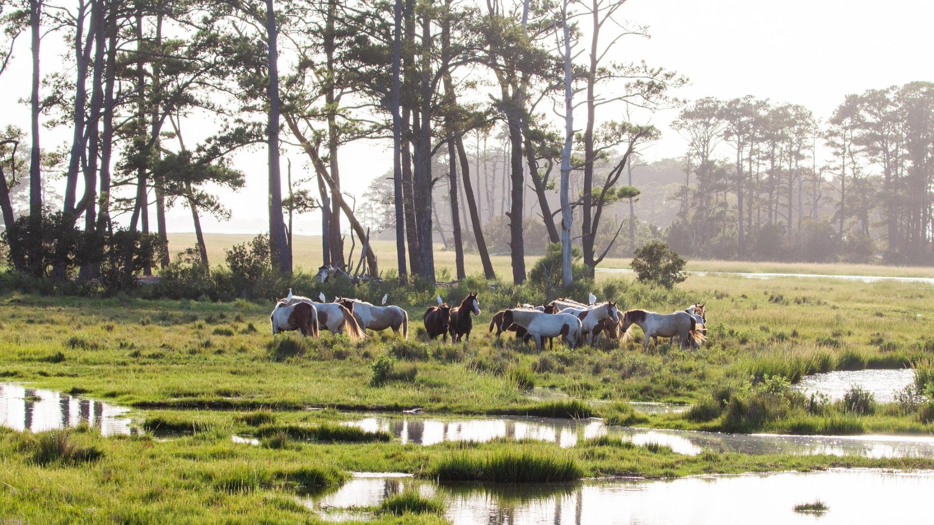 <p><strong>Price:</strong> From $699</p> <p>If days filled with ecology, history, wildlife watching, art and aquaculture sounds ideal, you'll love this vacation package.</p> <p>This four-day, three-night trip to the East Coast includes a bus tour highlighting the history of Chincoteague Island, walking along the Assateague National Seashore and traveling up the Assateague Chanel by pontoon boat. Other highlights include visiting Chincoteague National Wildlife Refuge for sightings of wild ponies and observing the techniques of a local wildlife artist.</p> <p>This trip also includes three breakfasts, two lunches and three dinners. Book <a href="https://www.roadscholar.org/find-an-adventure/10545/island-adventure-discover-chincoteague-and-assateague-islands" rel="noreferrer noopener">here</a>. </p>