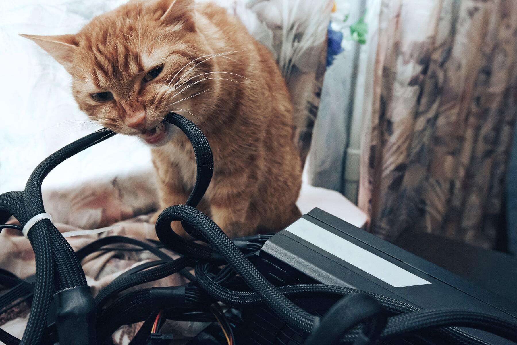 How to crack the code of your cat’s behaviour