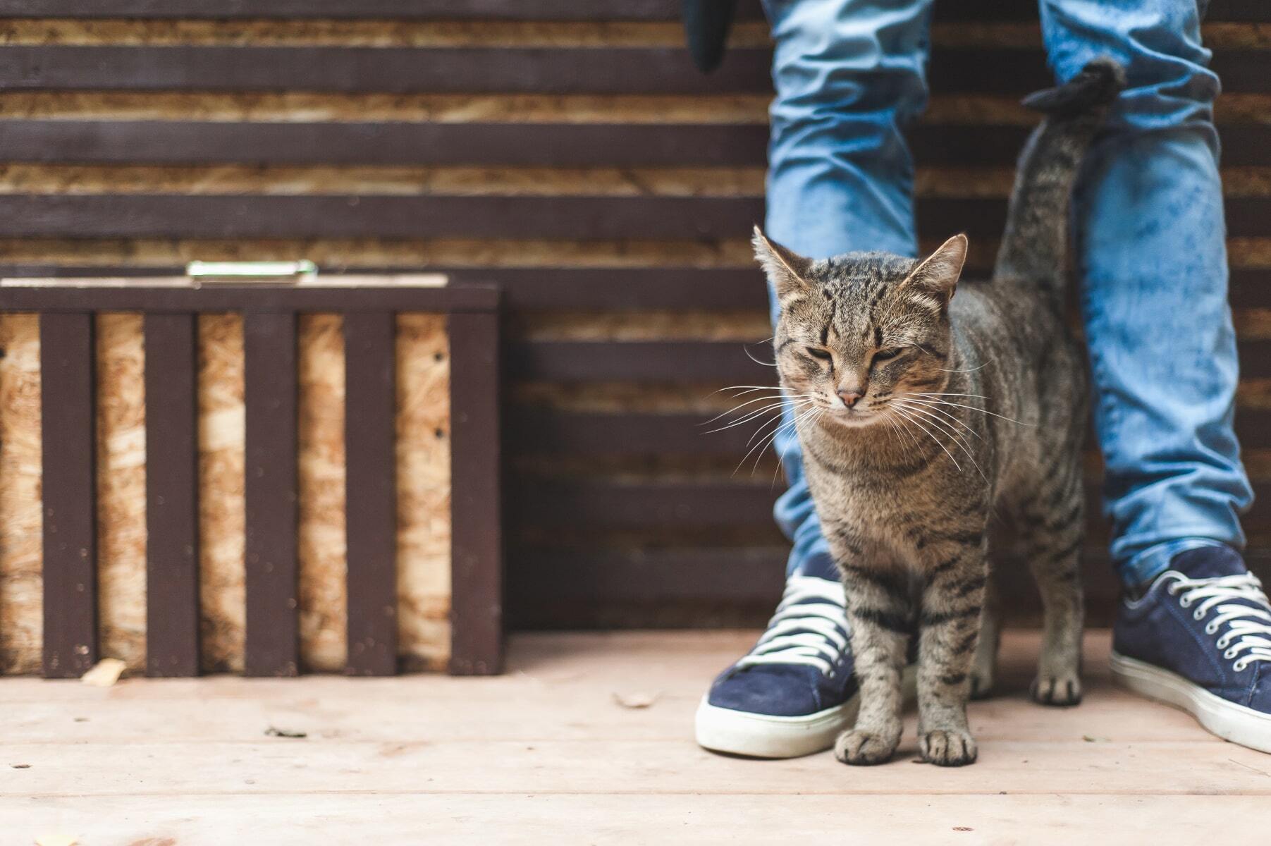 How to crack the code of your cat’s behaviour