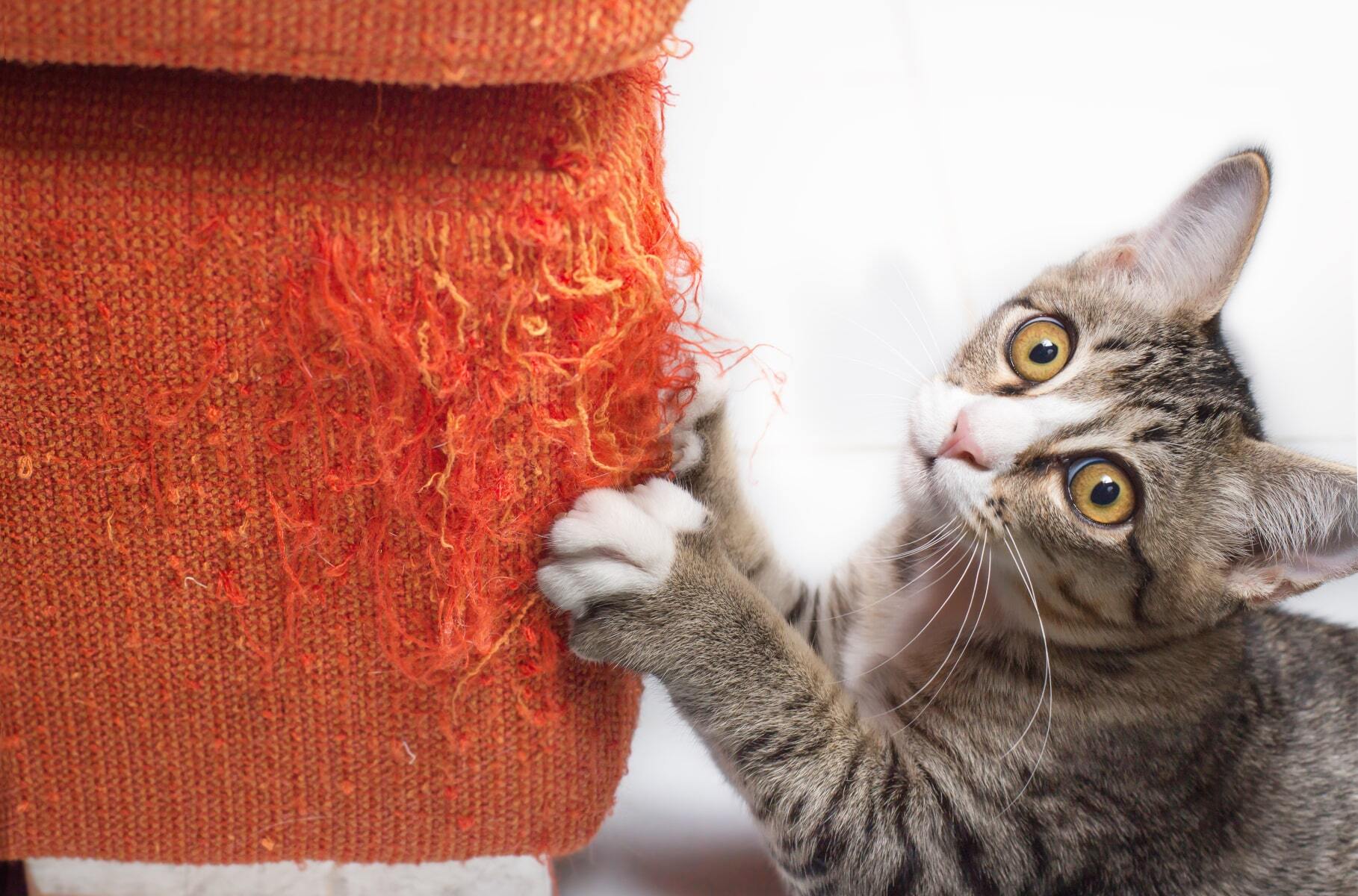 How to crack the code of your cat’s behaviour
