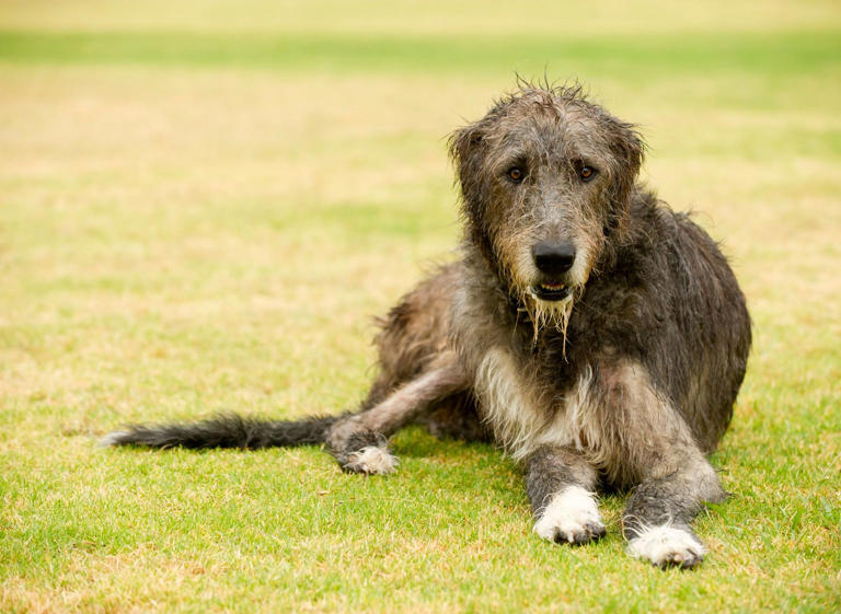 Biggest Dogs: Here Are The 10 Largest Breeds Of Adorable Dog In The 