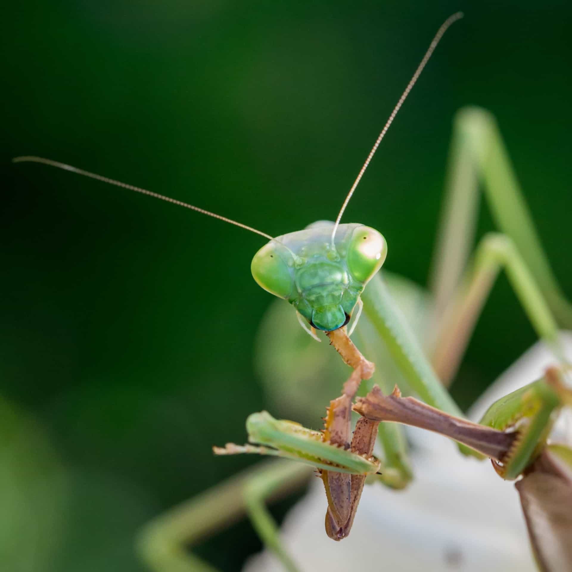 Strange reasons these animals eat their own kind