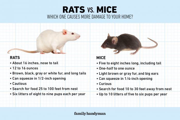 rats vs. mice: what’s the difference?